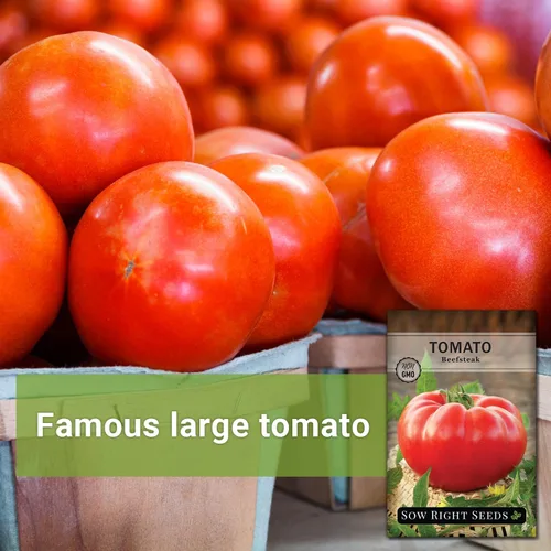 Miniatura 3 de Sow Right Seeds - Semillas de tomate Beefsteak para plantar - Paquete de reliquia sin OMG con instrucciones para plantar un jardín de vegetales