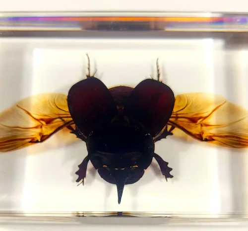 Miniatura 34 de Escarabajo británico Chafer de rosa real de 1.732 pulgadas en resina de lucita cristalina, muestra preservada de cetonia aurata, insectos