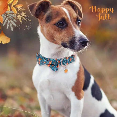 Miniatura 5 de Collar de moño para perro Faygarsle de Halloween de otoño para perros pequeños, medianos y grandes, collares de moda y lindos para perros machos