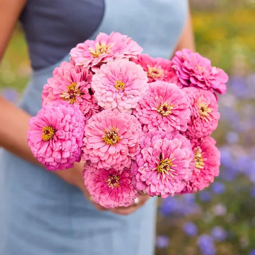 Miniatura 101 de Eden Brothers - Semillas de zinnia, cactus con flores, sin OMG, plantar en primavera, paquete, flores de bajo mantenimiento, zonas 3, 4, 5, 6, 7, 8