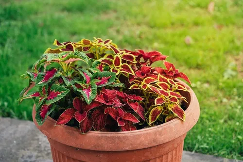 Miniatura 2 de Coleus Rainbox Mix Seeds – Más de 100 semillas para plantar – Flores vibrantes, ideal para sombra o interiores, se envía desde Iowa, Estados Unidos