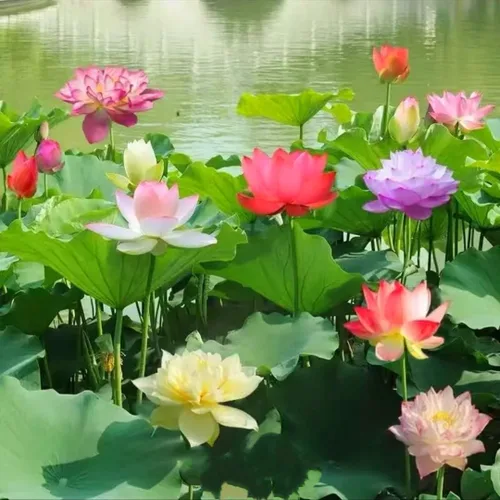 Miniatura 6 de 25 semillas de loto bonsái, tazón de semillas de loto, flor de lirio de agua. Mezcla acuática comestible, semillas de loto ideales para principiantes