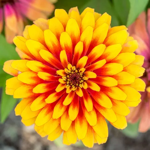 Miniatura 26 de Eden Brothers - Semillas de zinnia, cactus con flores, sin OMG, plantar en primavera, paquete, flores de bajo mantenimiento, zonas 3, 4, 5, 6, 7, 8