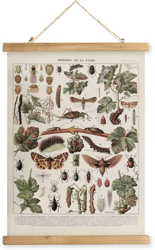 Miniatura 36 de XIAOAIKA Póster Educativo de Vida Silvestre de Seto Británico - Cuadro Ilustrado de la Naturaleza con Marco de Madera - Arte de Pared de Animales