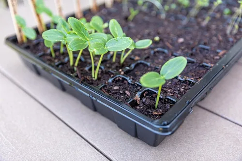 Miniatura 8 de Gardzen Bandeja de iniciación de semillas, paquete de 5 bandejas de germinación de plantas de cara sonriente con un total de 350 celdas, kit