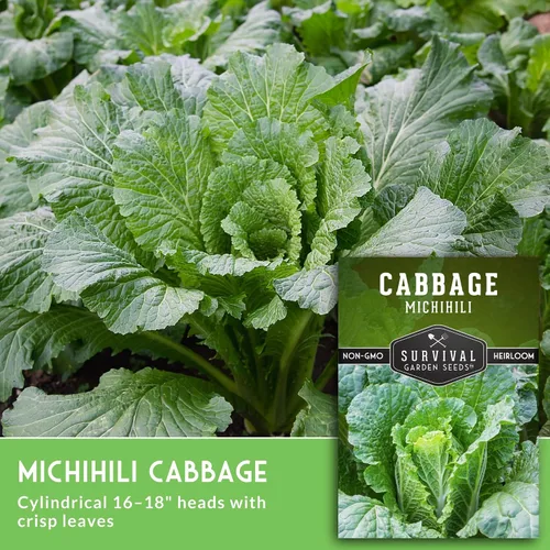 Miniatura 3 de Survival Garden Seeds - Semilla de col Michihili Napa/Nappa para plantar - Paquete con instrucciones para plantar y cultivar verduras Brassica