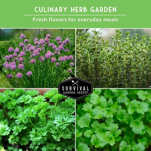 Miniatura 3 de Survival Garden Seeds Culinary Herb Collection - Bóveda de semillas de perejil rizado, cilantro, albahaca, cebollino, tomillo, semillas de reliquia