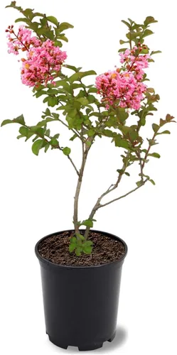 Miniatura 28 de American Plant Exchange Black Diamond Shell Pink Crape Myrtle Tree Live, maceta de 1 galón, 1-1.5 pies de alto, flores rosas vibrantes, tolerantes a
