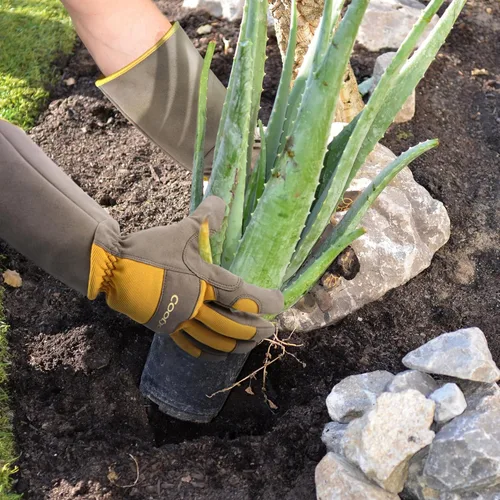 Miniatura 7 de COOLJOB Guantes de jardín para poda de rosas a prueba de espinas para mujeres, manga larga acolchados para trabajo en el patio, arbusto, mora
