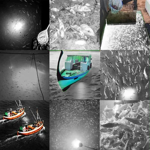 Miniatura 5 de SAMDO IP68 Lámpara LED submarina de 12V para pesca, luz de 1080 lúmenes que atrae peces, luz para pesca nocturna de 10.8W Blanco