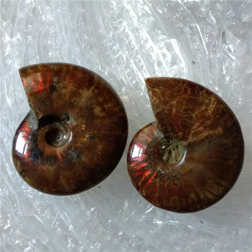 Miniatura 8 de LIXUAN Amonita Fósil Cleoniceras Iridesce Amonita Arco iris Espécimenes fósiles Amolita de Madagascar Fósil