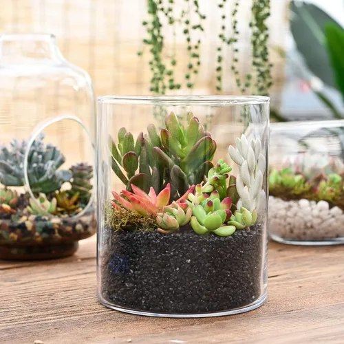 Miniatura 9 de Sprout N Green 10 esquejes variados de suculentas vivas, variedades raras, recortes de plantas, ideal para terrarios, mini jardines, proyectos