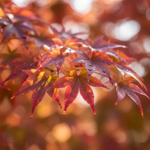 Miniatura 4 de Semillas de arce rojo japonés, semillas de bonsái, paquete de 30 semillas de árbol bonsái