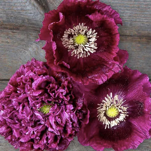 Semillas de Amapola Black Beauty - Amapola Alta y Púrpura Oscura - Mezcla de Flores Dobles y Sencillas - Aproximadamente 300 Semillas
