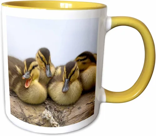 Miniatura 12 de 3dRose Taza de café, tamaño - 11oz - Estados Unidos, Washington, Seattle. Embrague de patos Mallard. Steve Kazlowski - patos - divertido regalo