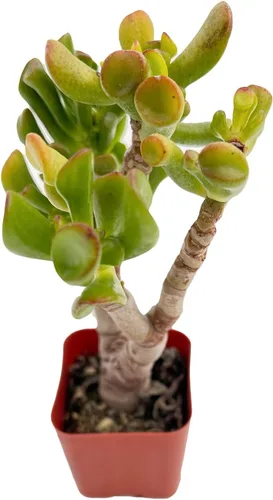 Miniatura 18 de Sprout N Green Golden Jade - Crassula Ovata 'Hummel Sunset', rara planta suculenta linda totalmente enraizada en maceta de 2 pulgadas con tierra