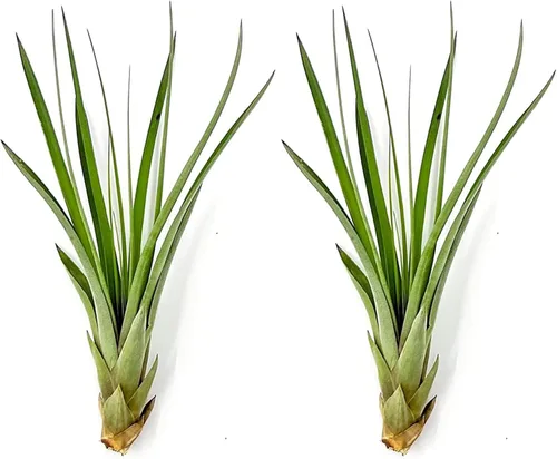 Miniatura 37 de ragnaroc Planta de Aire Viva – Tillandsia Capiput, Jumbo 6-9” - 2 unidades - Llegada Viva Garantizada - Plantas de Casa para Decoración del Hogar