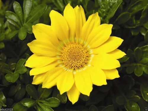 Gazania Seeds - GAZOO Amarillo transparente - Brillantes 3 pulgadas, flores amarillas parecidas a margaritas (100 semillas)
