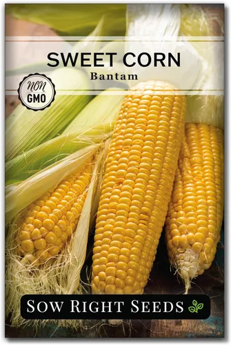 Sow Right Seeds - Semilla de maíz dulce Bantam para plantar - Paquete de reliquia sin OMG con instrucciones para plantar un huerto casero - Cultiva