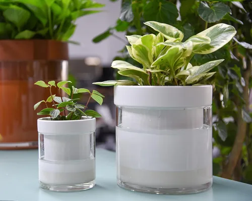 Miniatura 2 de Maceta Phoenix Vine de 6 Pulgadas 4 Pulgadas de Auto-Riego, Macetas de Arcilla de Terracota Blanca con Depósito de Vidrio para Plantas