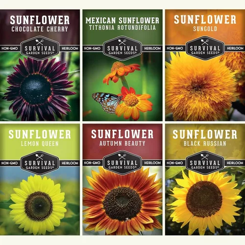 Colección de semillas de girasol para plantar | Paquete variado de 6 – Belleza otoñal, negro ruso, cereza de chocolate, oro solar, reina limón y