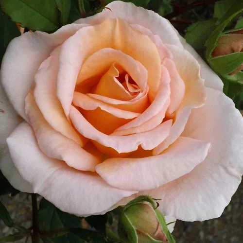 Miniatura 6 de Heirloom Roses Rosal fragante - Planta de rosa naranja en maceta viva Desirée™ para plantar al aire libre
