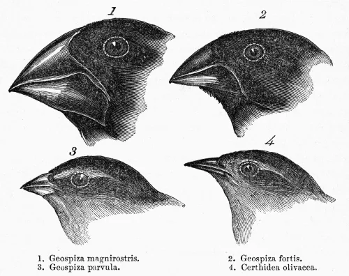 Darwin Galápagos pinzones Nla Página De Una Edición Del Siglo XIX De Charles DarwinS Journal Of Researches Wherein La Gradación En El Tamaño De Los