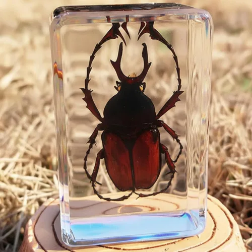 Miniatura 6 de Colección de insectos en resina, juego educativo de espécimen de insectos para niños, perfecto para preescolar, ciencia de aula y exhibiciones