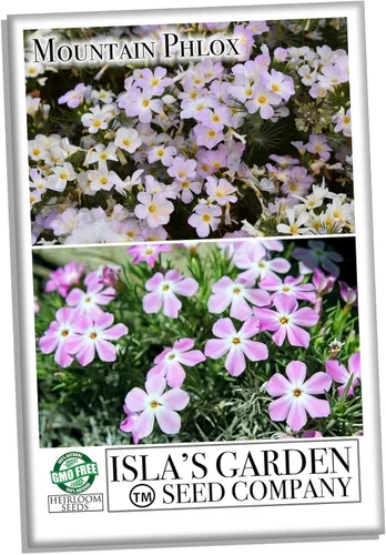 Miniatura 2 de Mountain Phlox Semillas de flores, más de 1000 semillas de flores por paquete, sin OMG y semillas de reliquia, (semillas de jardín de Isla), nombre