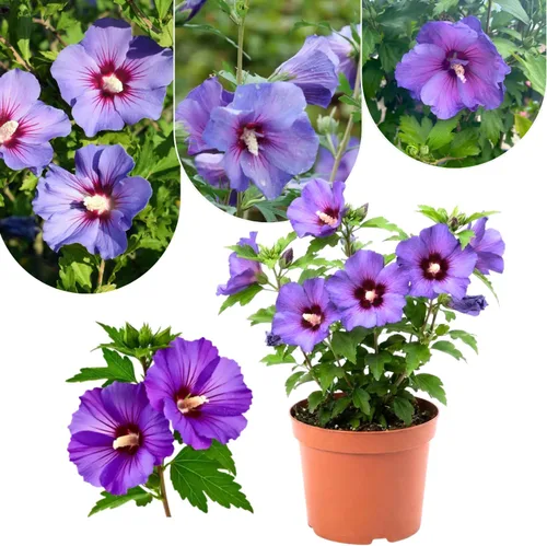 Miniatura 4 de Althea Rose of Sharon Bush - Plantas vivas en maceta, planta de hibisco viva, rosa fragante de planta Sharon, de 6 a 13 pulgadas de alto (rosa)