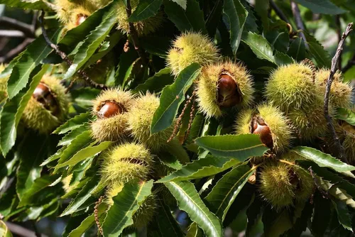 Miniatura 2 de Semillas de Castaño Colosal - Cultivar Castañas Enormes - Castanea sp Colossal (2 Castañas)