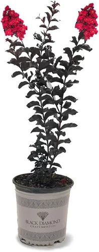 Miniatura 38 de American Plant Exchange Black Diamond Shell Pink Crape Myrtle Tree Live, maceta de 1 galón, 1-1.5 pies de alto, flores rosas vibrantes, tolerantes a