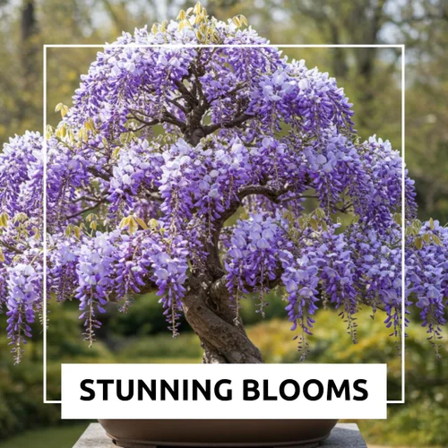 Miniatura 5 de Bonsai Tree - Semillas de árbol de glicina china, paquete de 10 – Bonsái floreciente muy apreciado, Wisteria sinensis – 10 semillas para cultivar