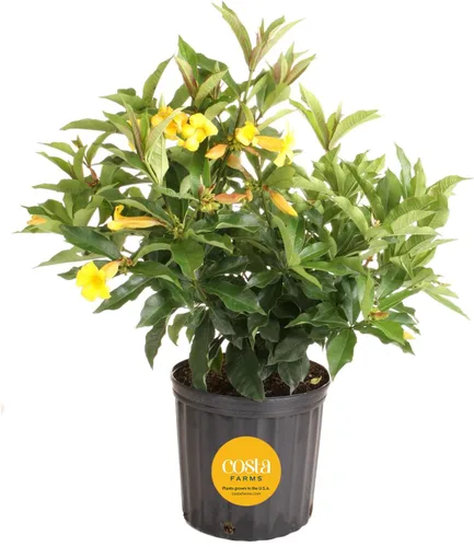 Miniatura 10 de Costa Farms Curcuma, planta viva de jengibre oculto en maceta de plástico, planta de interior con flores al aire libre, perfecta para decoración