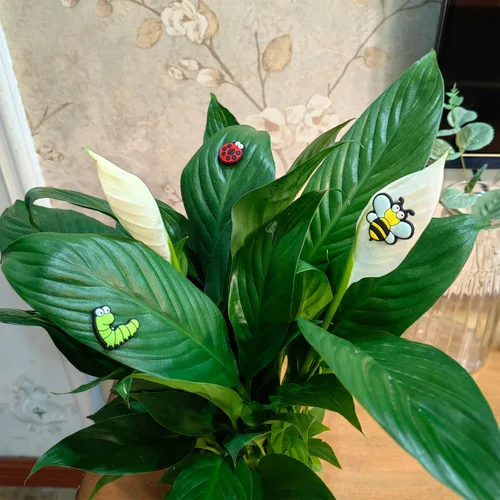 Miniatura 3 de HOMDSG Imanes de plantas lindos con ojos para plantas en macetas, pines de imán seguros para plantas, únicos para amantes de las plantas, accesorios