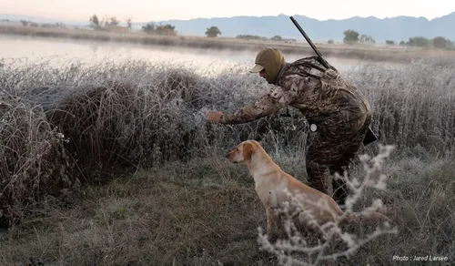 Miniatura 3 de Duck Dummy Bumper: muñeco de entrenamiento de aves para entrenar perros de caza, imita el juguete de parachoques de pato muerto para aves acuáticas