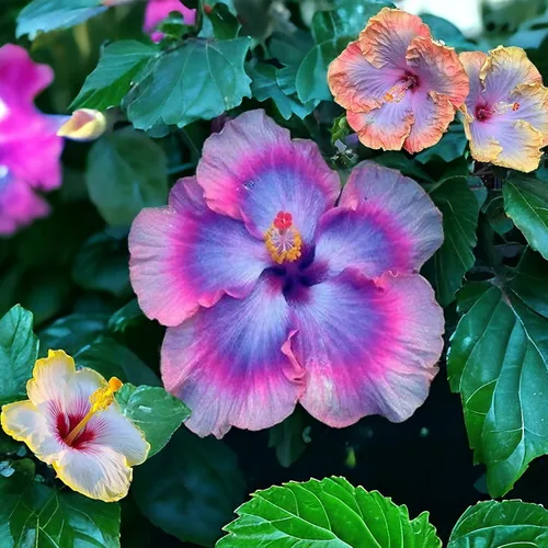 30 semillas de hibisco gigantes de colores mixtos, variedad de reliquia sin OMG, flores vibrantes para tu floreciente jardín