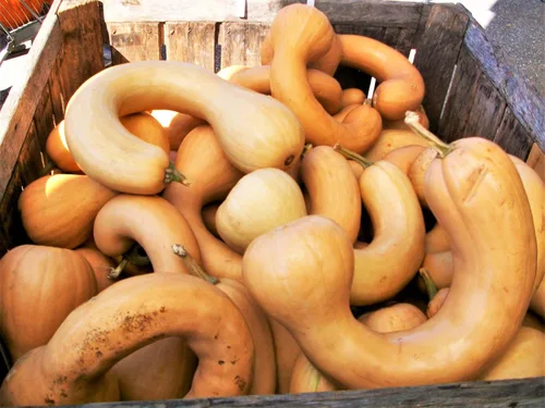 TomorrowSeeds - Semillas de calabaza de cuello de pavo - Más de 20 unidades - para plantar 2025 Pennsylvania Holandesa Larga Calabaza Cuello de