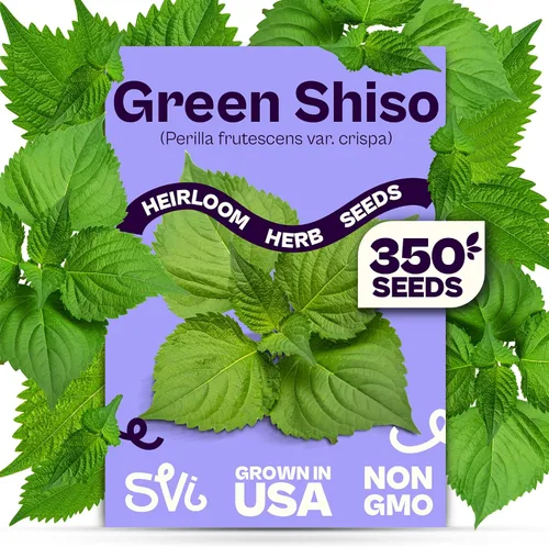 Miniatura 11 de SVI 2000 semillas de albahaca genovesa (Ocimum basilicum) - Paquetes de semillas de albahaca dulce - Semillas aromáticas de hierbas culinarias