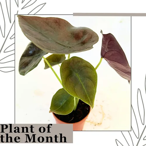 Miniatura 3 de Alocasia - Plantas vivas en maceta de 2 pulgadas, seguro para mascotas, fácil de cultivar, purificadoras de aire, plantas de interior, flores