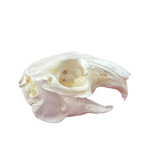 Miniatura 13 de Calaveras de animales reales en taxidermia, espécimen de huesos reales, suministros de taxidermia para educación científica, regalo especial