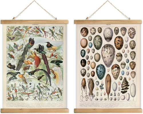 Miniatura 20 de XIAOAIKA Póster Educativo de Vida Silvestre de Seto Británico - Cuadro Ilustrado de la Naturaleza con Marco de Madera - Arte de Pared de Animales