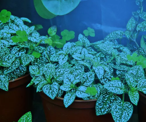 Miniatura 2 de Miracle LED Nanometer 450 - Kit de luces de cultivo para interiores, incluye 4 bombillas de repuesto Ultra Grow Blue Spectrum de 150 W y 1 accesorio