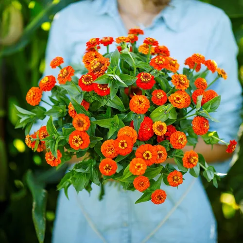 Miniatura 115 de Eden Brothers - Semillas de zinnia, cactus con flores, sin OMG, plantar en primavera, paquete, flores de bajo mantenimiento, zonas 3, 4, 5, 6, 7, 8