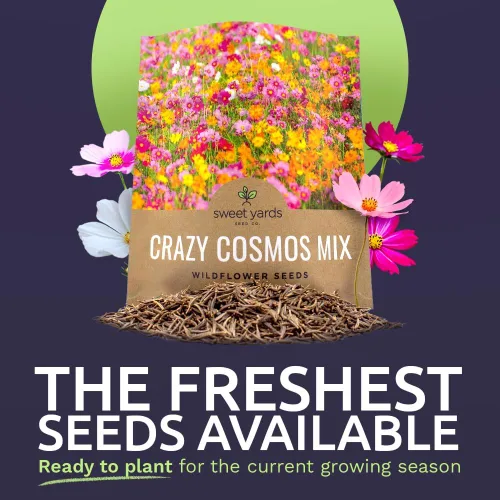 Miniatura 2 de Cosmos Seeds Mezcla de flores silvestres, paquete a granel de 1 onza, más de 5,000 semillas, especies mixtas de rosa, amarillo, naranja, rojo