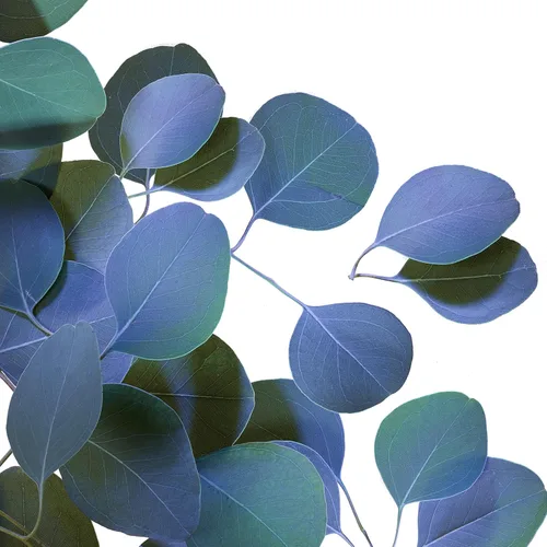 Miniatura 11 de Dove Care by Plants - Desodorante en barra para el cuidado de la piel de las axilas y protección desodorante las 24 horas, desodorante de eucalipto