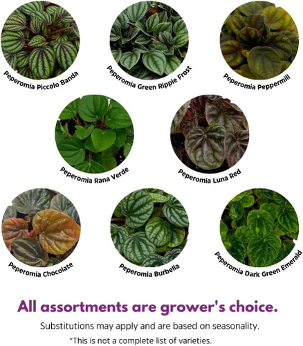 Miniatura 3 de BubbleBlooms Surtido de Peperomia, 6 peperomias diferentes en macetas de 2 pulgadas Grower's Choice