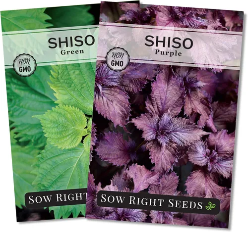 Sow Right Seeds - Colección de semillas Shiso para plantar - Incluye verde y morado - Variedades tradicionales sin OMG - Hojas de perilla japonesas