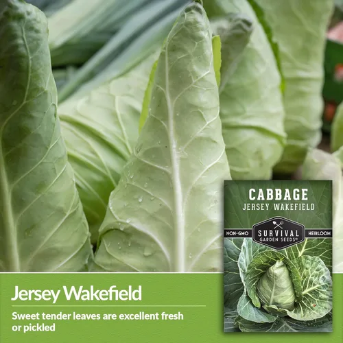 Miniatura 4 de Survival Garden Seeds - Semilla de col Jersey Wakefield para plantar - Paquete con instrucciones para plantar y cultivar repollos verdes