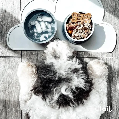 Miniatura 8 de KindTail Comedero portátil para mascotas, cuencos de viaje para perros con tapa y asa, apto para microondas y lavavajillas, cuenco interior de 10